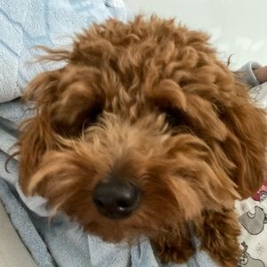 Meet your Posher, Carolyn